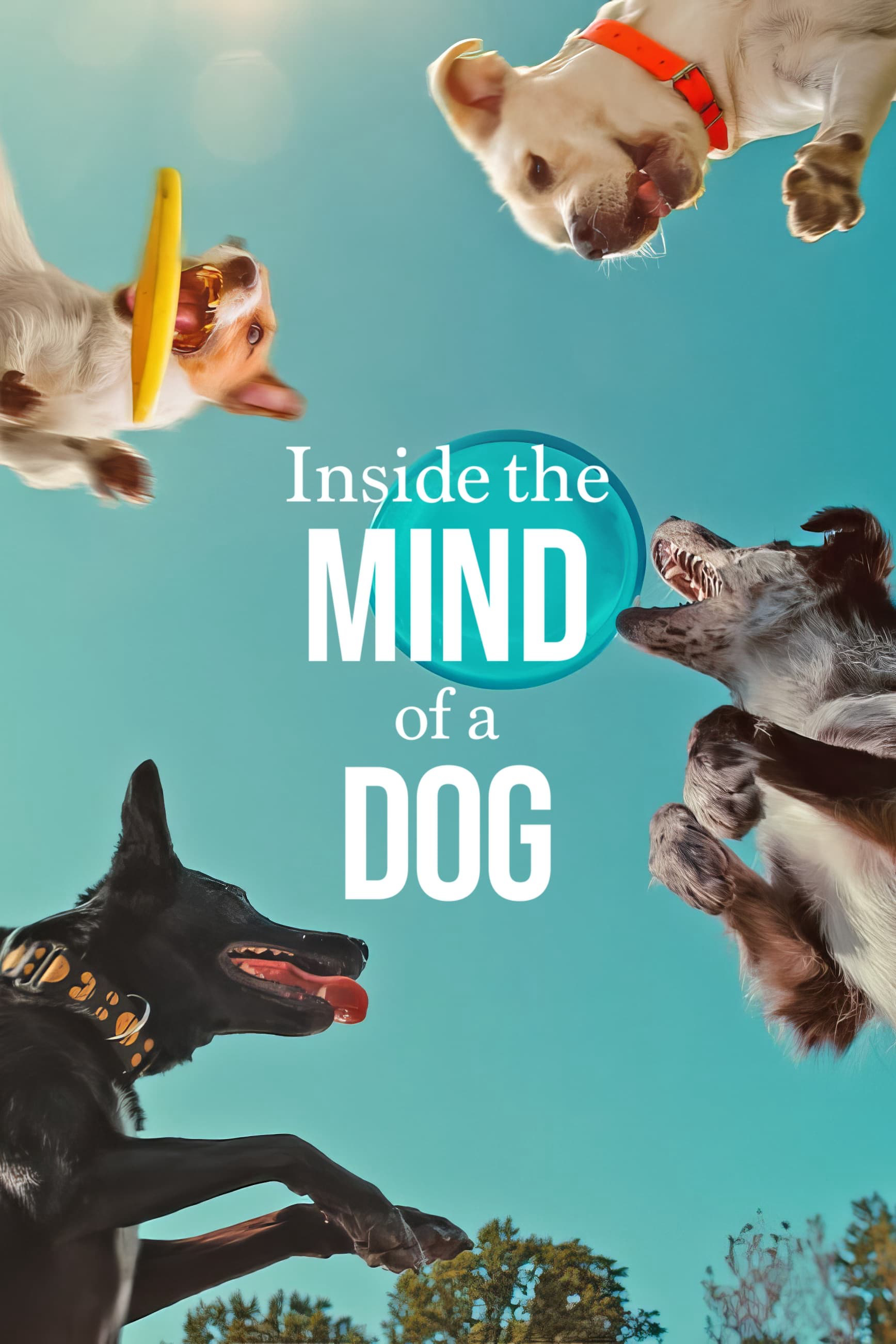 Xem Phim Những chú chó nghĩ gì (Inside the Mind of a Dog)